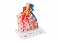 model mięśni ludzkich z podwójną płcią na metalowym stojaku, 45 części - 3b smart anatomy kat. 1013881 b50 3b scientific modele anatomiczne 14